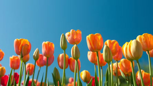 Primavera, ciclos e a gente que muda junto